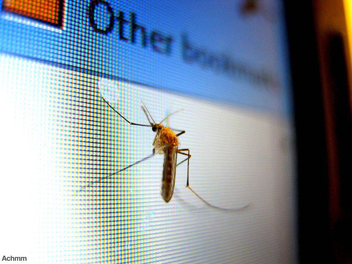 mosquito, insect, pest