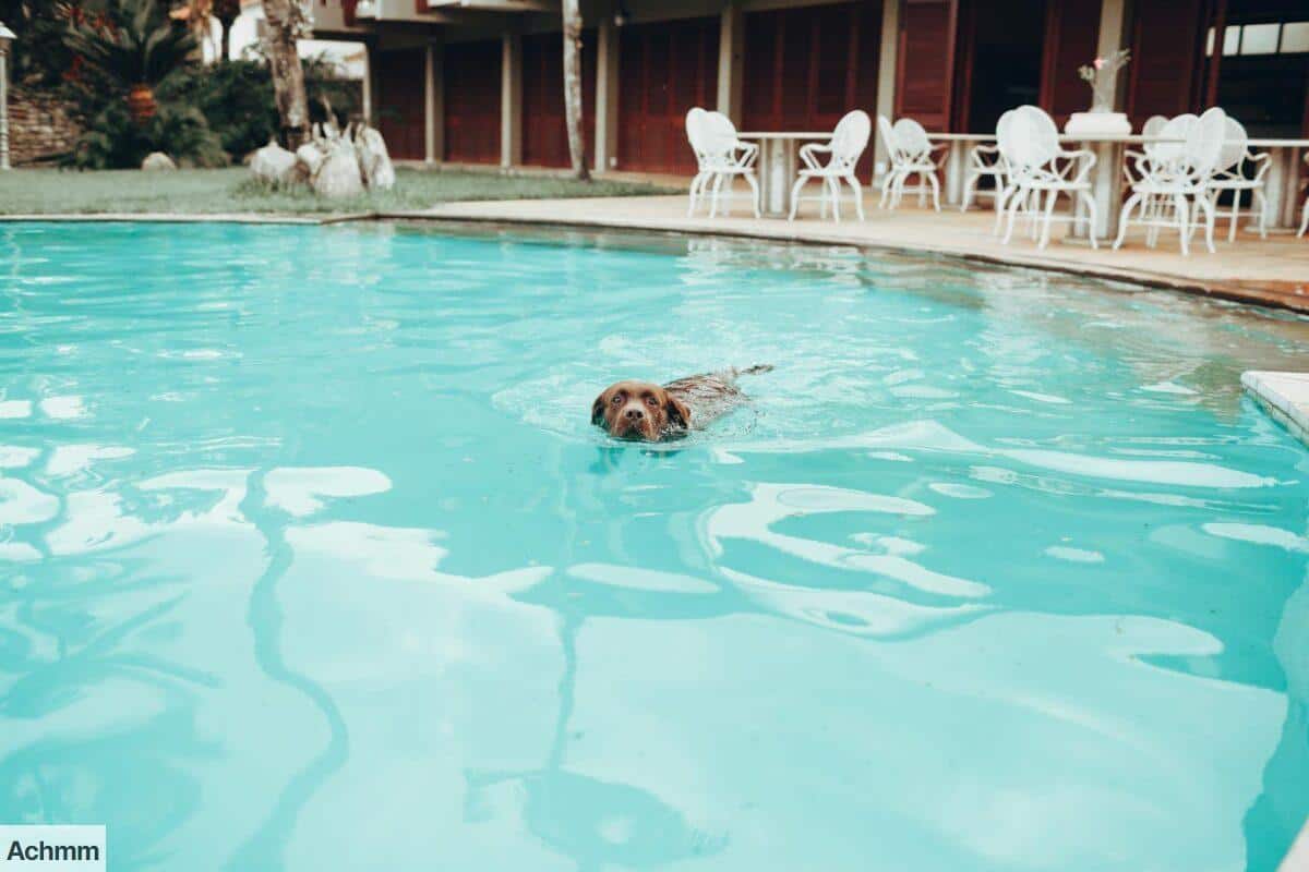 Perro