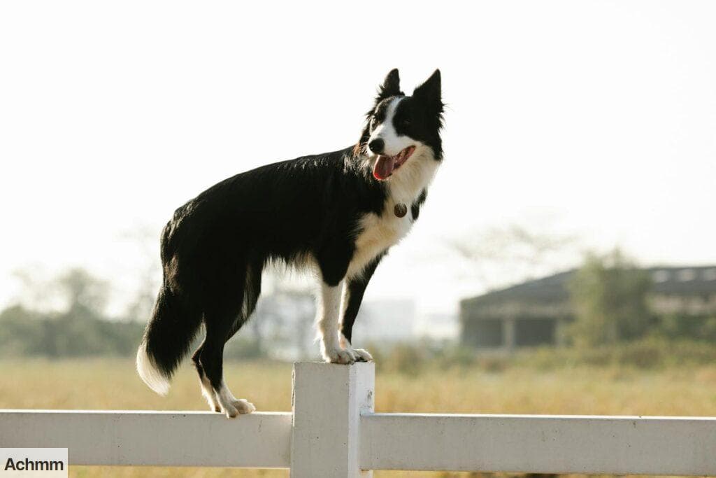 Border Collie standing on fence