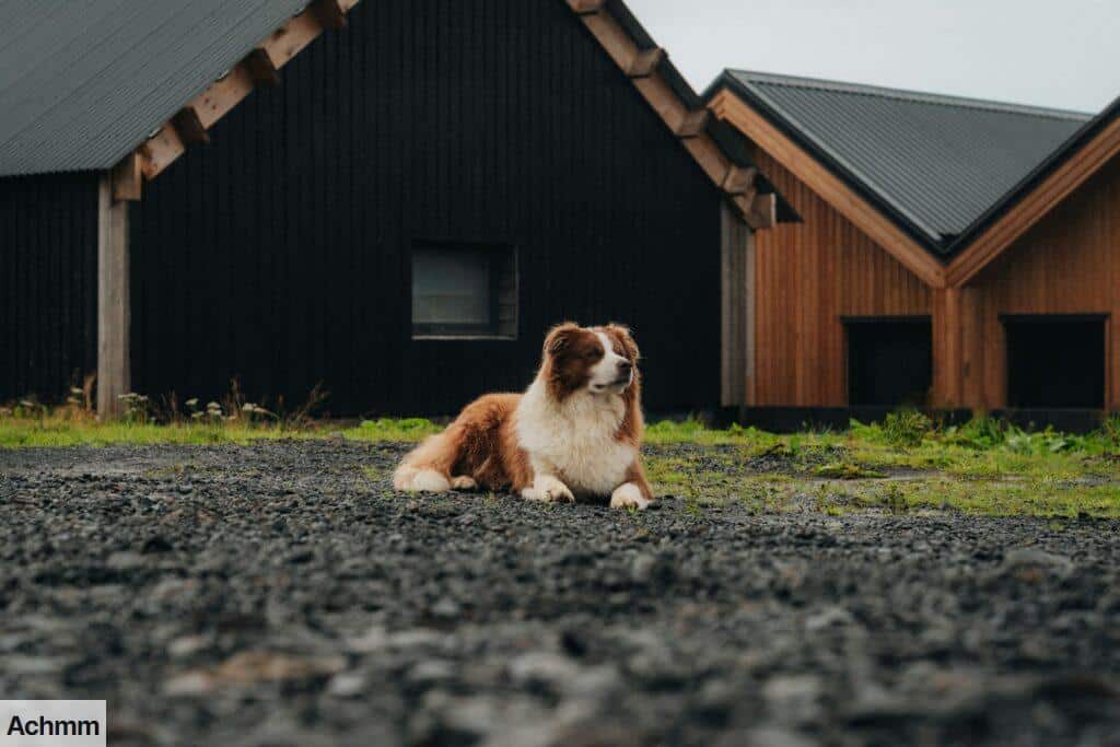 a brown and white dog sitting on top of a gravel road